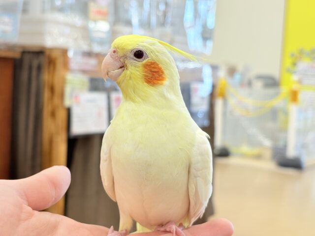 オカメインコ
