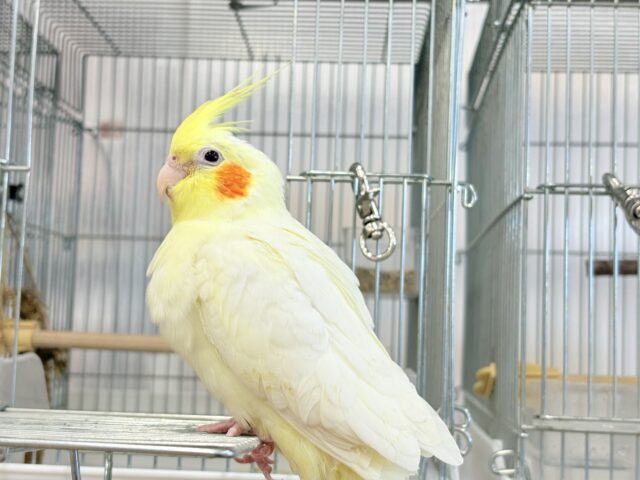 オカメインコ