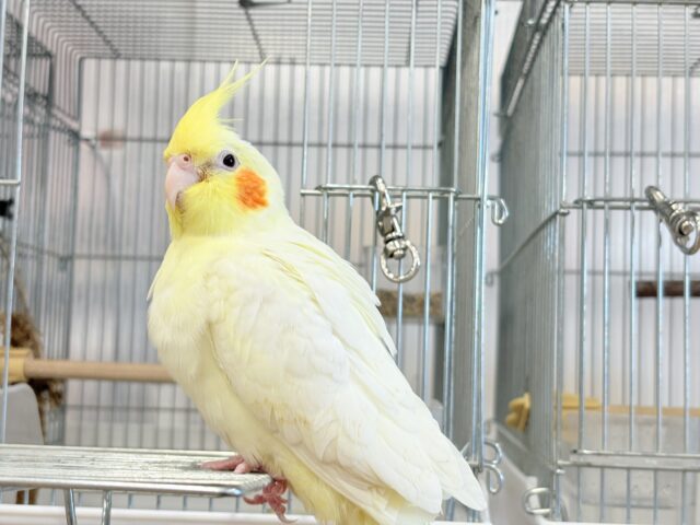 オカメインコ