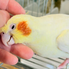 【最新画像・動画更新🪄】この顔っ　さいこーーー♪♬　だねっ　オカメインコ　ルチノー～～