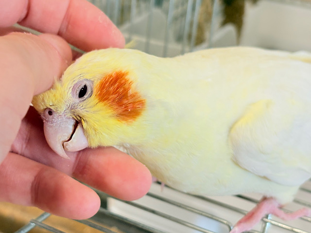 【最新画像・動画更新🪄】この顔っ　さいこーーー♪♬　だねっ　オカメインコ　ルチノー～～