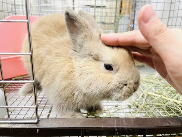 ネザーランドドワーフ