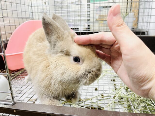 ネザーランドドワーフ