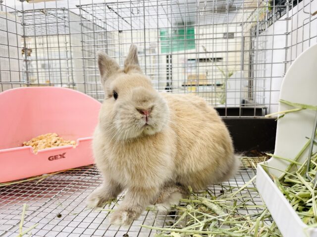 ネザーランドドワーフ