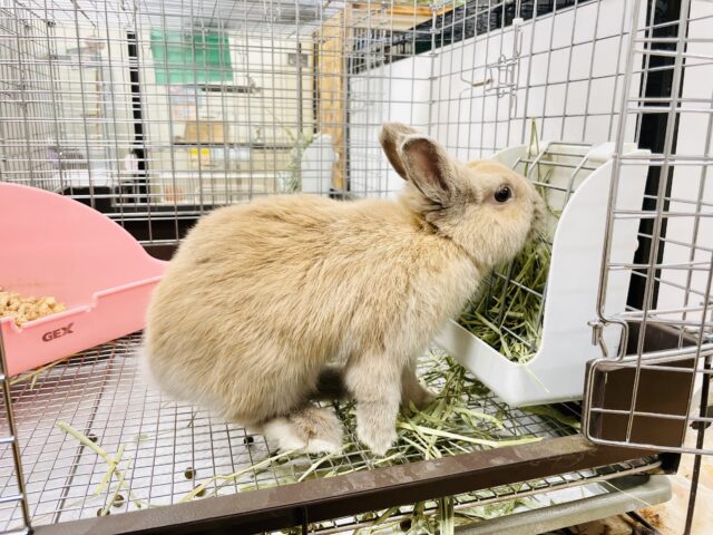 ネザーランドドワーフ