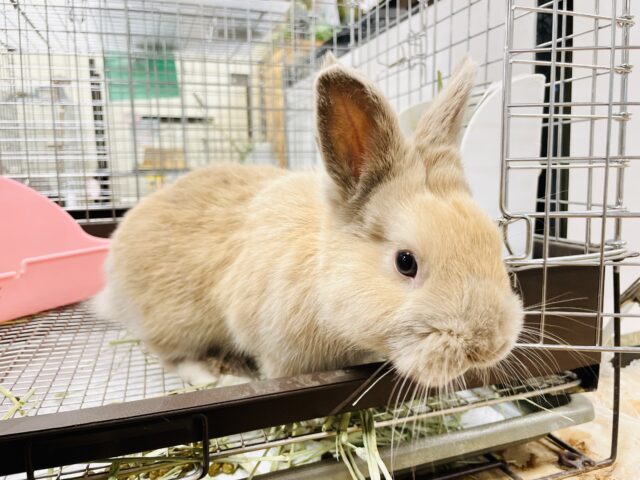 ネザーランドドワーフ