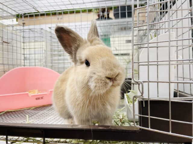 【最新画像】きゅるっきゅるの可愛いお顔🥺💕ネザーランドドワーフちゃん❣️(リンクス）男の子