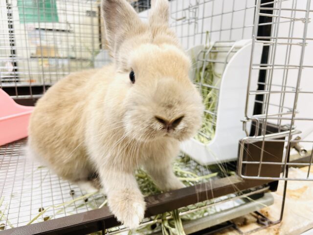 ネザーランドドワーフ