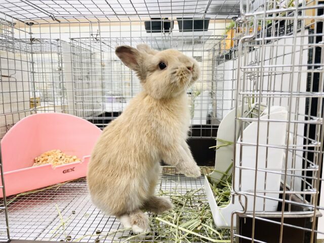 ネザーランドドワーフ