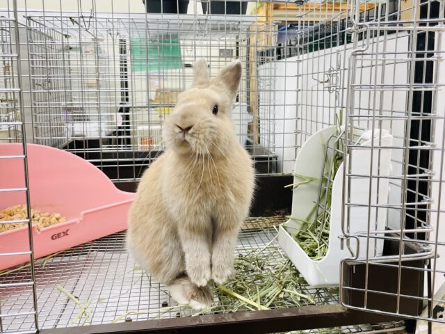 ネザーランドドワーフ