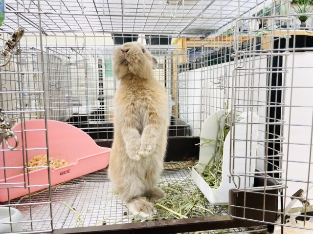 ネザーランドドワーフ
