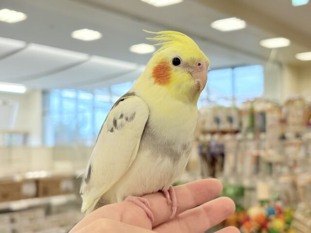 オカメインコ