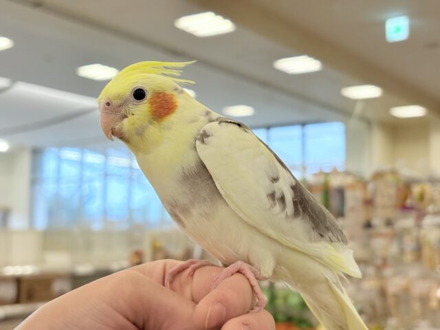 オカメインコ
