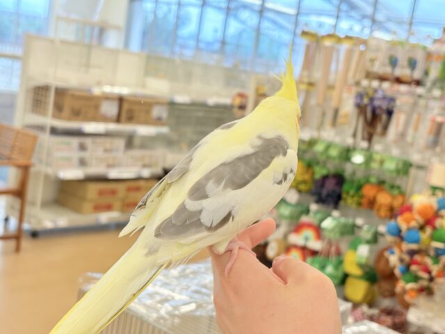 オカメインコ