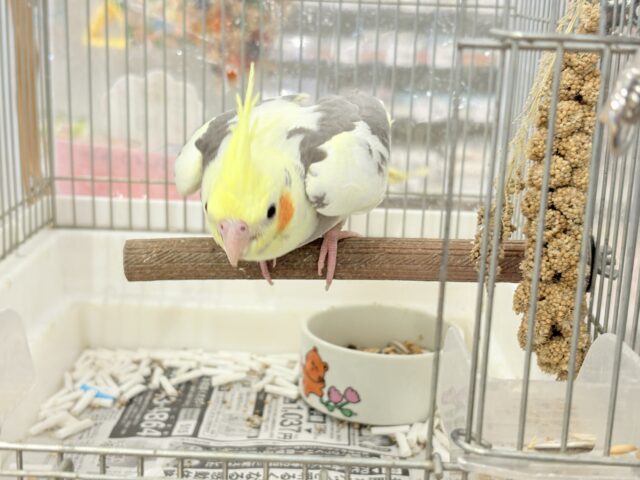 オカメインコ