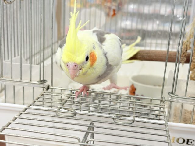 オカメインコ