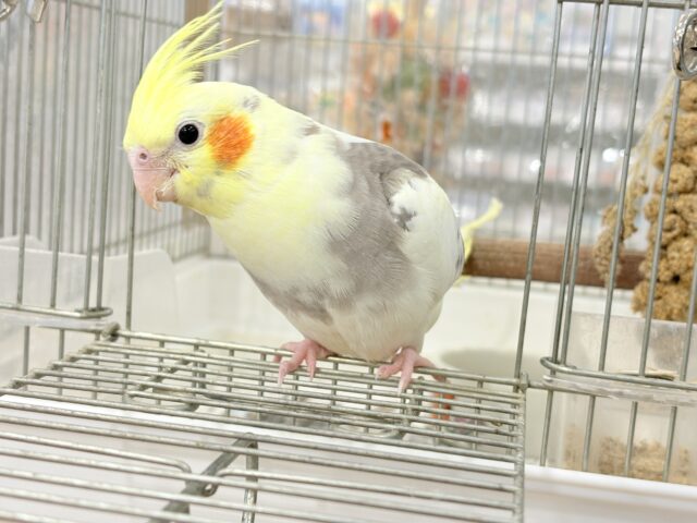 オカメインコ