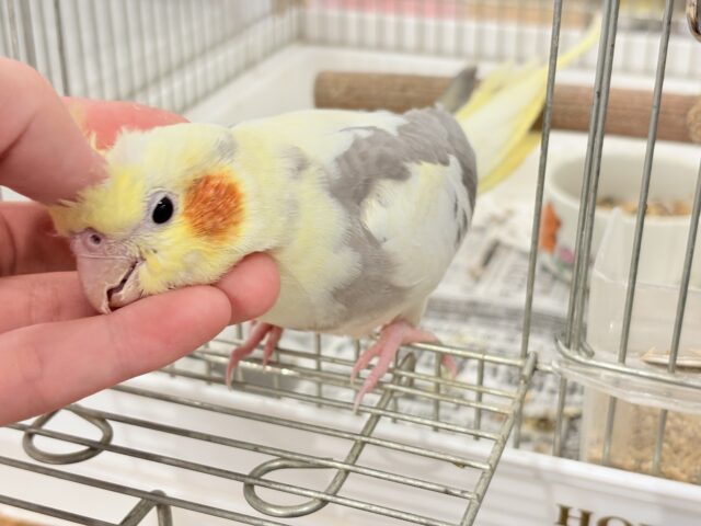 オカメインコ