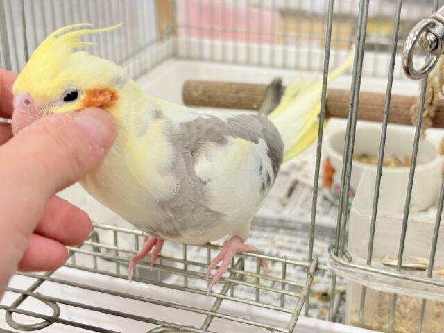 オカメインコ