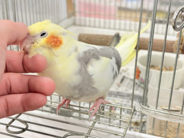 オカメインコ