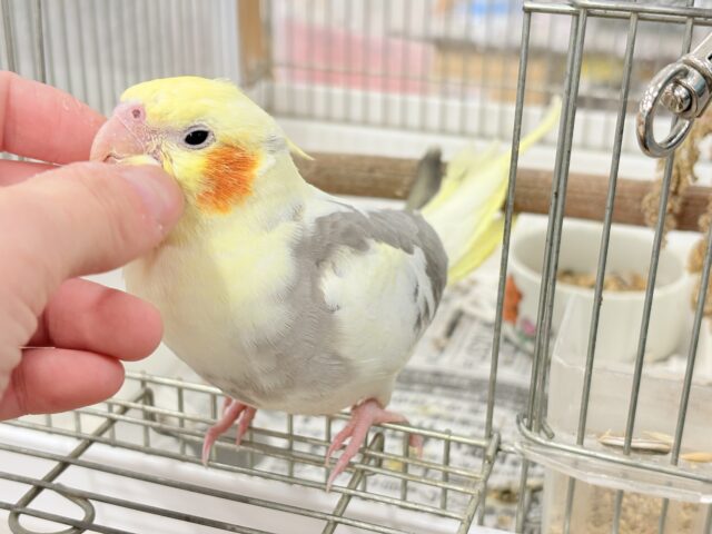 オカメインコ