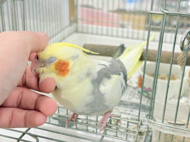 オカメインコ