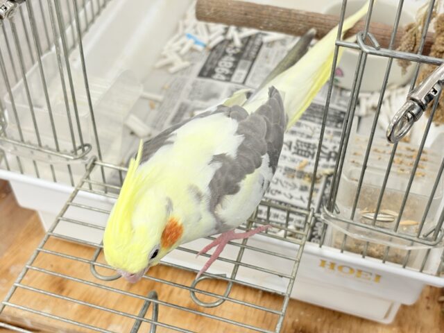 オカメインコ