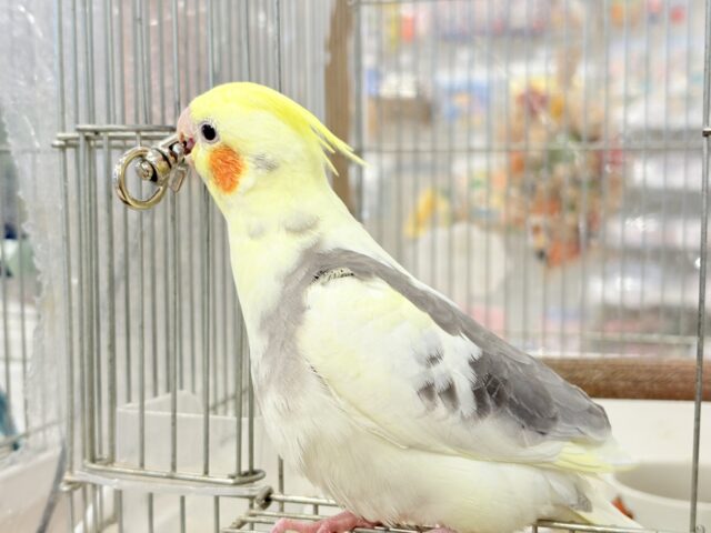 オカメインコ