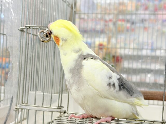 オカメインコ