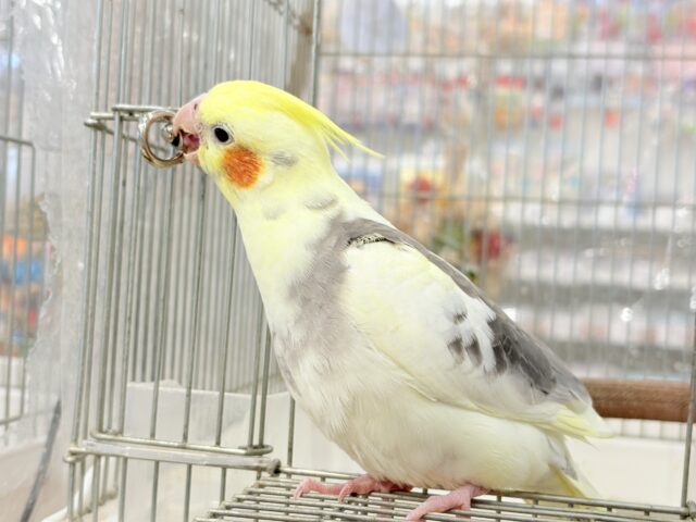 オカメインコ