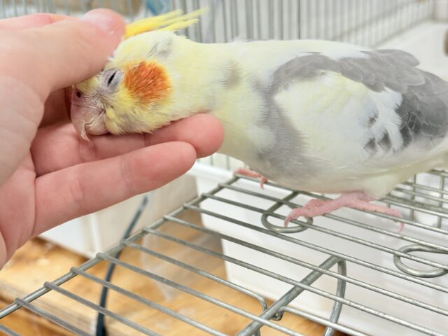 オカメインコ
