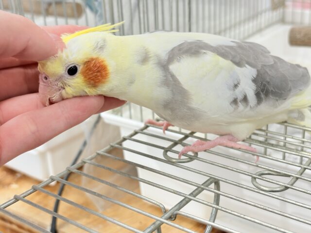 オカメインコ