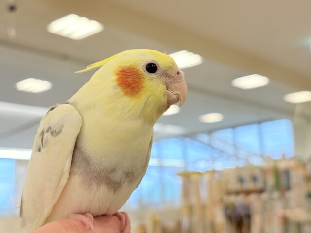 オカメインコ