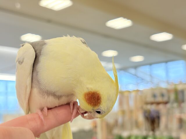 オカメインコ