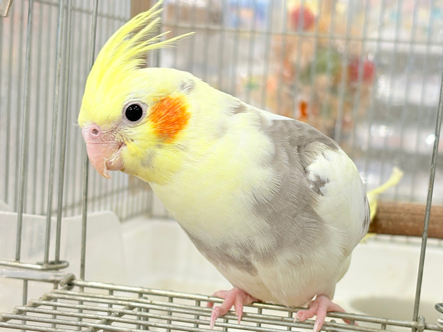 【最新画像・動画更新🪄もうすぐひとり餌‪☆】可愛い顔したちびっ子怪獣🐣🍬オカメインコ(パイド) ヒナ