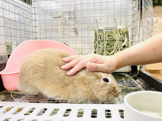 ライオンラビット