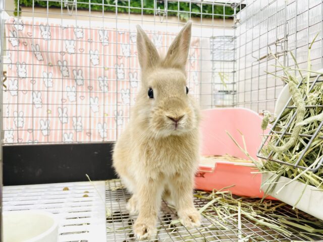 ライオンラビット