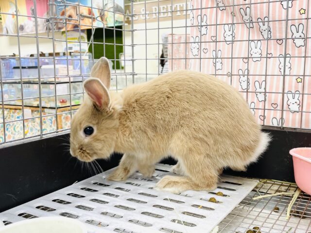 ライオンラビット