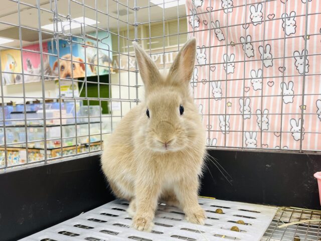 ライオンラビット