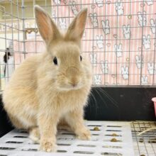 【最新画像】キュートすぎるライオンラビットちゃん❣️男の子(オレンジ)