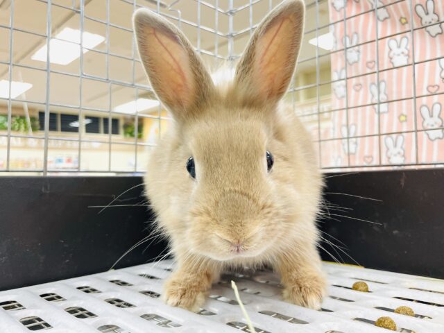 ライオンラビット