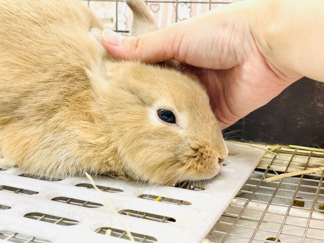 ライオンラビット