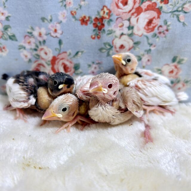 GWひなちゃんず来てくれました〜🔆｡°