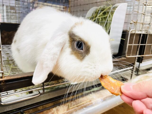 ホーランドロップ