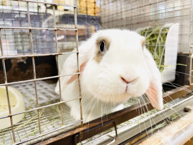 ホーランドロップ