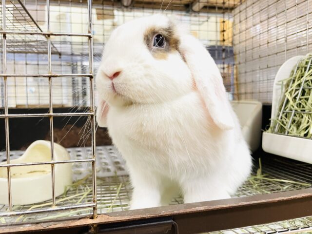 ホーランドロップ