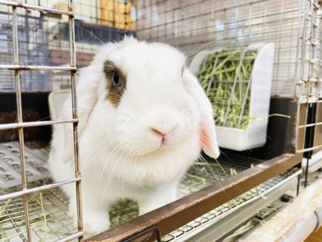 ホーランドロップ