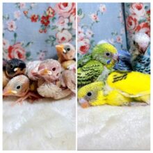 GWひなちゃんず来てくれました〜🔆｡°