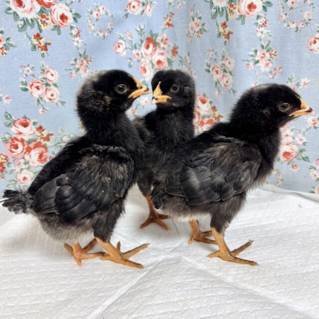 ボリスブラウン、ブリモスロック