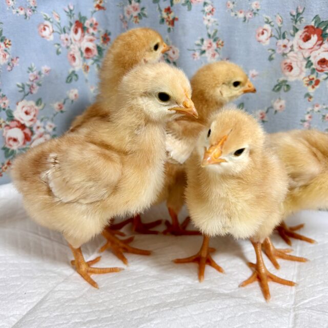 ボリスブラウン、ブリモスロック